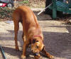 It's well know that chewing on bones keeps your dog teeth in great shape. Just click on the picture to enlarge it.