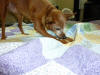 The "chewing blanket" helps keep the floor clean!