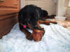 I don't think I would try to take the bone away from this dog.  Just click the picture to enlarge it.