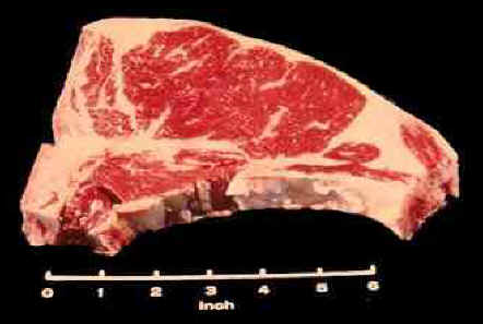 Beef T-Bone Steak Photograph