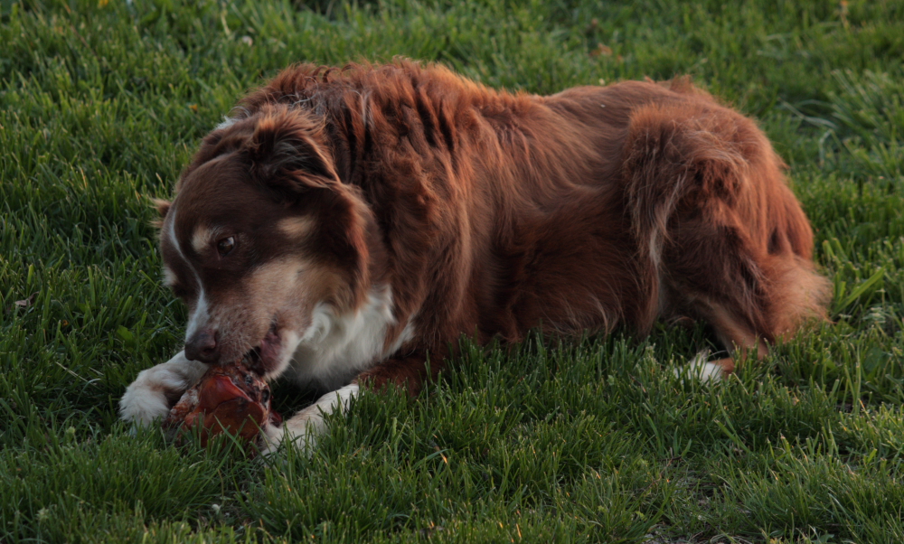 Another Picture of Zoe with our 100% Natural Smoked Beef Bone.