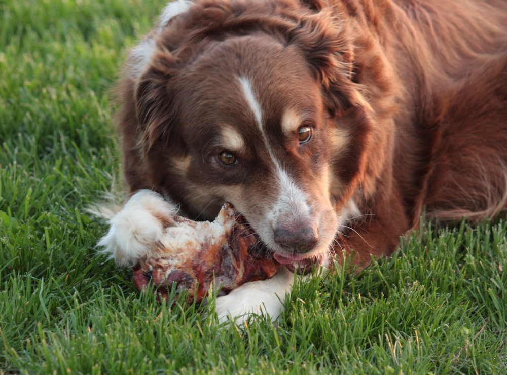 Zoe will gladly chew on the smoked beef bones every day!