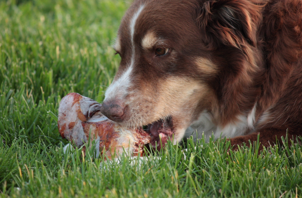 Our all natural smoked beef bones contains NO preservatives of ANY kind!