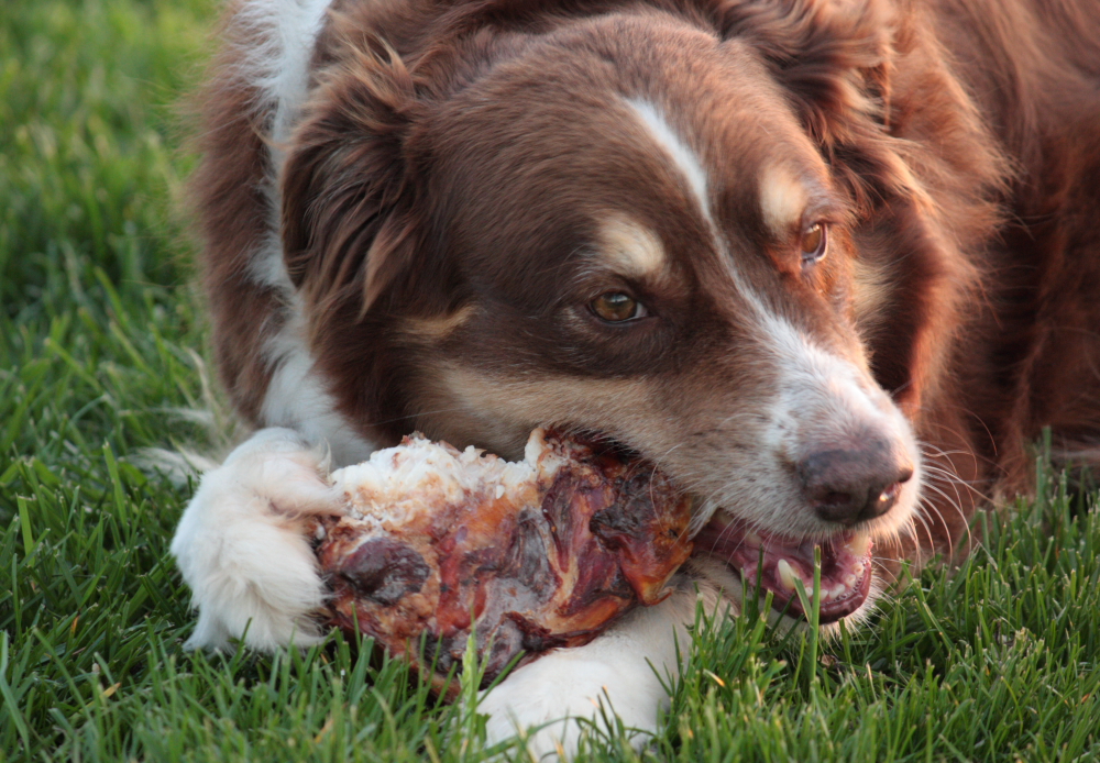 Ask The Meatman's Dog Bones are natural Hickory Smoked for over 10 hours at 180 degrees.  Our dog bones are NEVER baked!