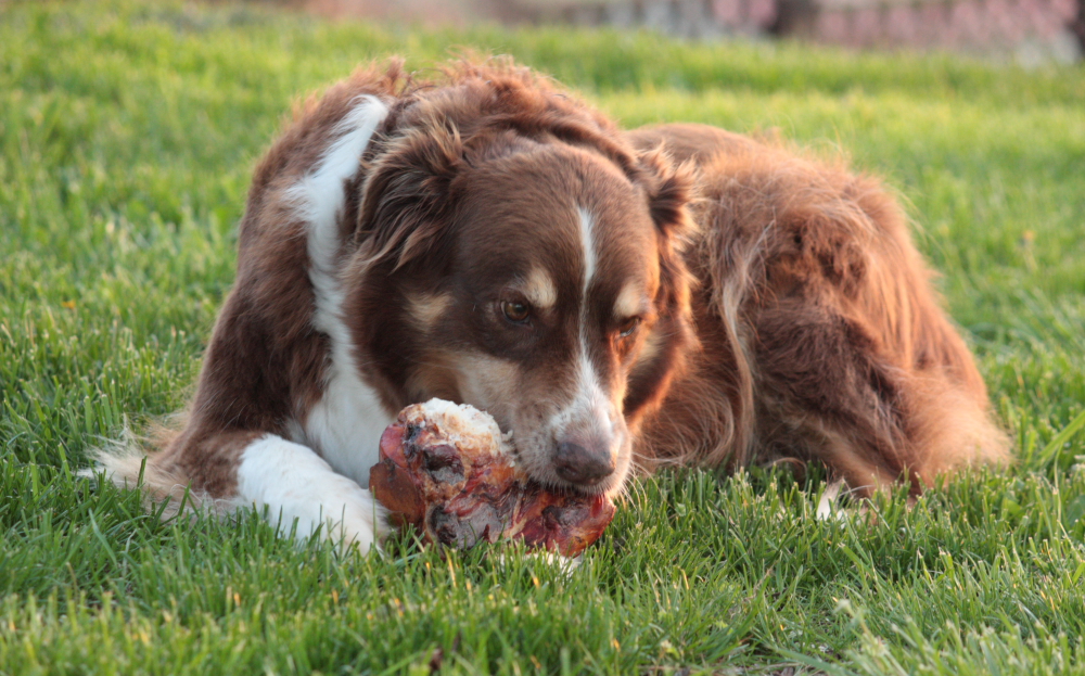 Zoe Chewing One Of Ask The Meatman's Large Knuckle Bone! Picture taken April 9, 2011.