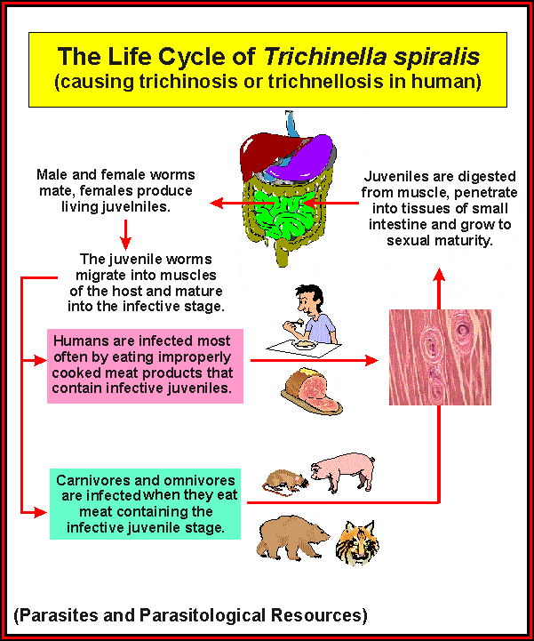 The Life Cycle of Trichinella spiralis which causes trichinosis in humans.