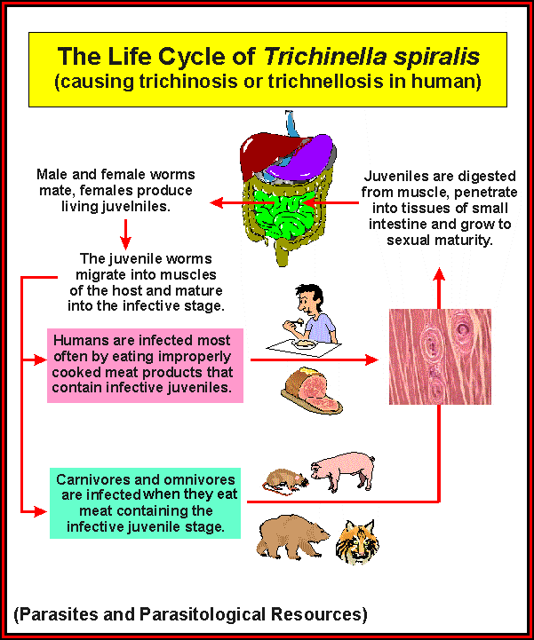 Trichinosis Pork Coke