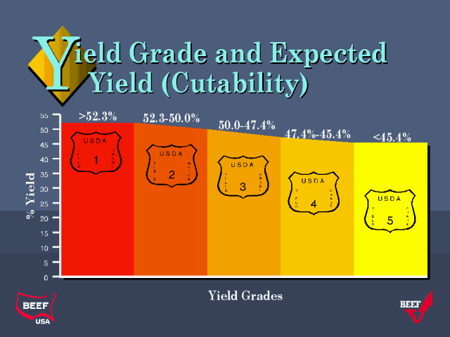beef yield grades